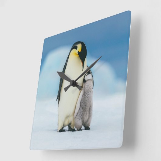 最も可愛い赤ん坊の動物 皇帝ペンギン・シック| スクエア壁時計 (傾斜)