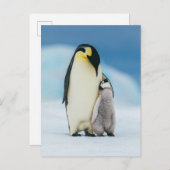最も可愛い赤ん坊の動物 皇帝ペンギン・シック| ポストカード (正面/裏面)