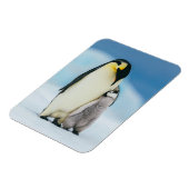 最も可愛い赤ん坊の動物 皇帝ペンギン・シック| マグネット (左側)