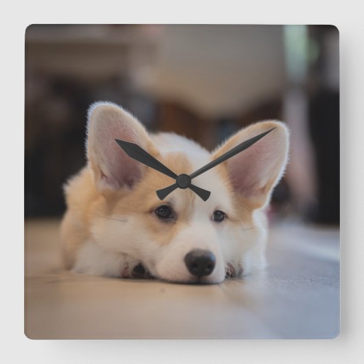 最も可愛い赤ん坊の動物 |眠いコギの子犬 スクエア壁時計 (正面)