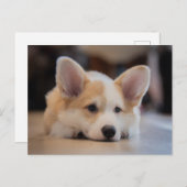 最も可愛い赤ん坊の動物 |眠いコギの子犬 ポストカード (正面/裏面)