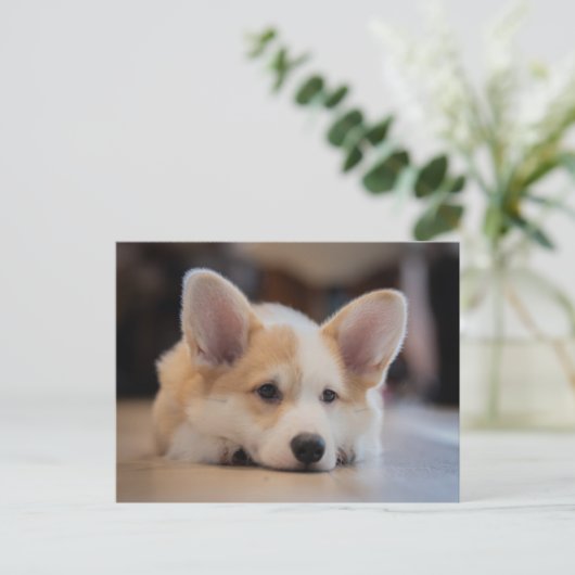 最も可愛い赤ん坊の動物 |眠いコギの子犬 ポストカード (スタンド正面)