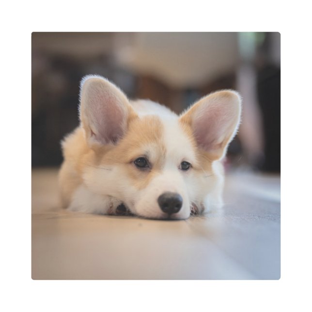 最も可愛い赤ん坊の動物 |眠いコギの子犬 メタルプリント (正面)