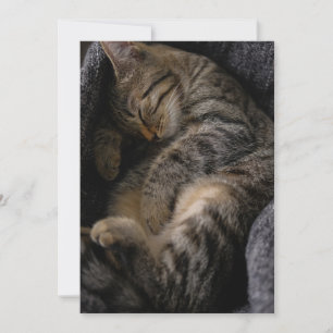 最も可愛い赤ん坊の動物 眠れるタビー猫 サンキューカード