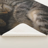 最も可愛い赤ん坊の動物 |眠れるタビー猫 シェルパブランケット (3/4)