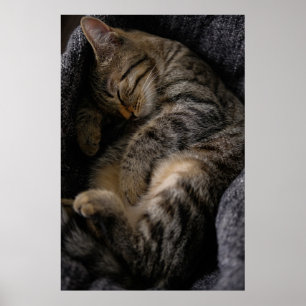 最も可愛い赤ん坊の動物  眠れるタビー猫 ポスター