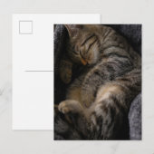 最も可愛い赤ん坊の動物 |眠れるタビー猫 ポストカード (正面/裏面)