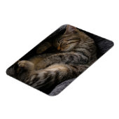 最も可愛い赤ん坊の動物 |眠れるタビー猫 マグネット (左側)