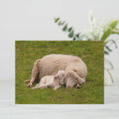 最も可愛い赤ん坊の動物 |笑顔の眠る子羊 サンキューカード (スタンド正面)