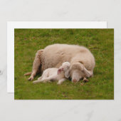 最も可愛い赤ん坊の動物 |笑顔の眠る子羊 サンキューカード (正面/裏面)
