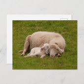 最も可愛い赤ん坊の動物 |笑顔の眠る子羊 ポストカード (正面/裏面)