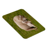 最も可愛い赤ん坊の動物 |笑顔の眠る子羊 マグネット (右側)