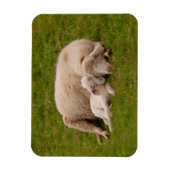 最も可愛い赤ん坊の動物 |笑顔の眠る子羊 マグネット (縦)