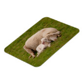 最も可愛い赤ん坊の動物 |笑顔の眠る子羊 マグネット (左側)