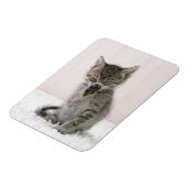 最も可愛い赤ん坊の動物 |舐める虎猫子猫 マグネット (左側)