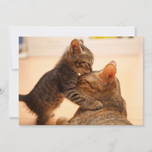 最も可愛い赤ん坊の動物 虎猫キッテンキス サンキューカード