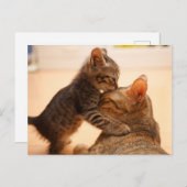 最も可愛い赤ん坊の動物 |虎猫キッテンキス ポストカード (正面/裏面)