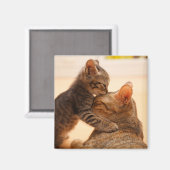 最も可愛い赤ん坊の動物 |虎猫キッテンキス マグネット (正面/裏面)
