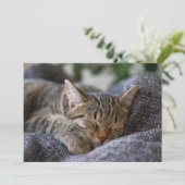 最も可愛い赤ん坊の動物 |虎猫子猫スリープ サンキューカード (スタンド正面)