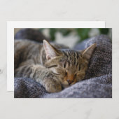 最も可愛い赤ん坊の動物 |虎猫子猫スリープ サンキューカード (正面/裏面)