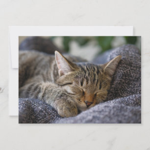 最も可愛い赤ん坊の動物 虎猫子猫スリープ サンキューカード