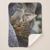 最も可愛い赤ん坊の動物 |虎猫子猫スリープ シェルパブランケット (正面)