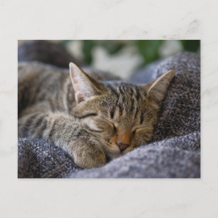 最も可愛い赤ん坊の動物 虎猫子猫スリープ ポストカード