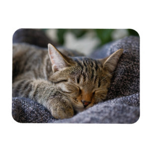 最も可愛い赤ん坊の動物 虎猫子猫スリープ マグネット