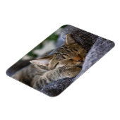 最も可愛い赤ん坊の動物 |虎猫子猫スリープ マグネット (左側)