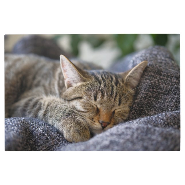 最も可愛い赤ん坊の動物 |虎猫子猫スリープ メタルプリント (正面)
