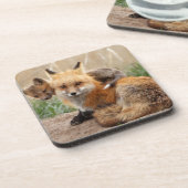 最も可愛い赤ん坊の動物 |赤いキツネとベビー コースター (左側)