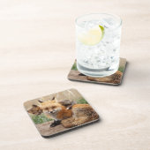 最も可愛い赤ん坊の動物 |赤いキツネとベビー コースター (右側)