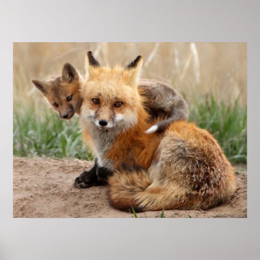 最も可愛い赤ん坊の動物 |赤いキツネとベビー ポスター (正面)