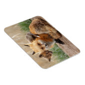 最も可愛い赤ん坊の動物 |赤いキツネとベビー マグネット (右側)