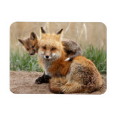 最も可愛い赤ん坊の動物 |赤いキツネとベビー マグネット (横)