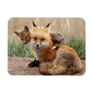 最も可愛い赤ん坊の動物 赤いキツネとベビー マグネット