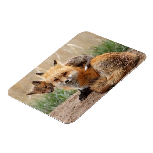 最も可愛い赤ん坊の動物 |赤いキツネとベビー マグネット (左側)