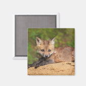 最も可愛い赤ん坊の動物 |赤いキツネカップ マグネット (正面/裏面)