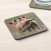 最も可愛い赤ん坊の動物 |赤いキツネキットの尾をロック コースター (左側)