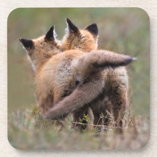 最も可愛い赤ん坊の動物 |赤いキツネキットの尾をロック コースター (正面)