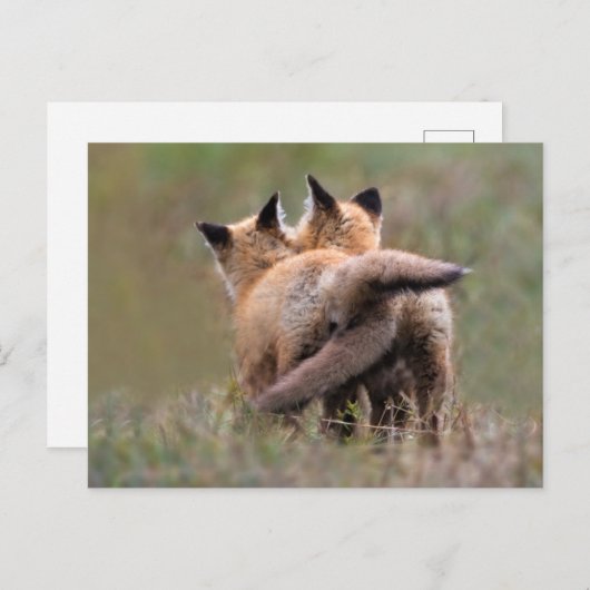 最も可愛い赤ん坊の動物 |赤いキツネキットの尾をロック ポストカード (正面/裏面)