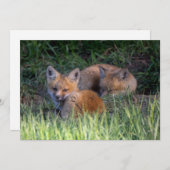 最も可愛い赤ん坊の動物 |赤キツネキット兄弟姉妹 サンキューカード (正面/裏面)