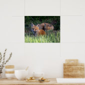 最も可愛い赤ん坊の動物 |赤キツネキット兄弟姉妹 ポスター (キッチン)