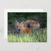 最も可愛い赤ん坊の動物 |赤キツネキット兄弟姉妹 ポストカード (正面/裏面)