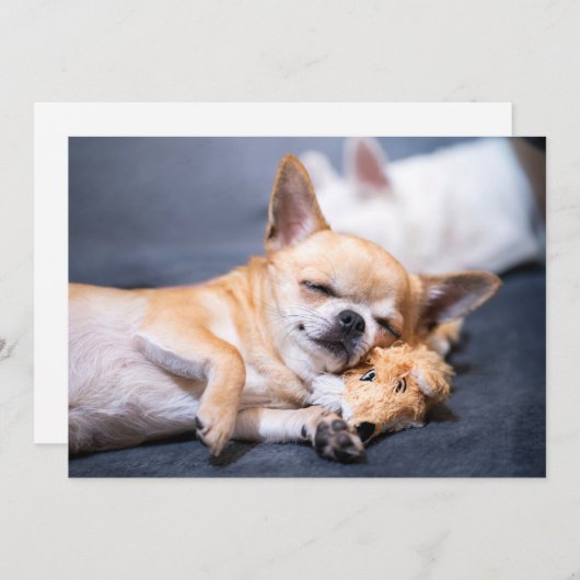 最も可愛い赤ん坊の動物 |赤毛チワホアドッグ サンキューカード (正面/裏面)