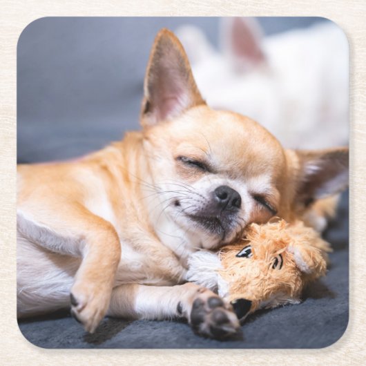 最も可愛い赤ん坊の動物 |赤毛チワホアドッグ スクエアペーパーコースター (正面)