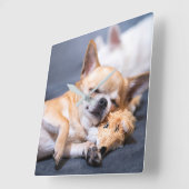 最も可愛い赤ん坊の動物 |赤毛チワホアドッグ スクエア壁時計 (傾斜)