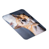 最も可愛い赤ん坊の動物 |赤毛チワホアドッグ マグネット (右側)