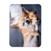 最も可愛い赤ん坊の動物 |赤毛チワホアドッグ マグネット (縦)