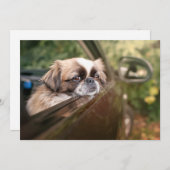 最も可愛い赤ん坊の動物 車の中のピーゲスの子犬|ピーゲス サンキューカード (正面/裏面)